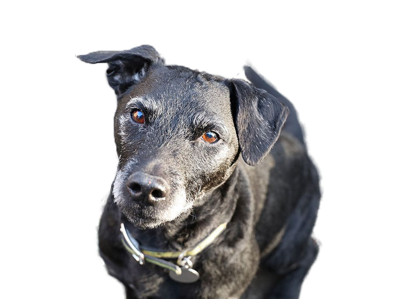 Patterdale Terrier black dog behind a white, transparent background