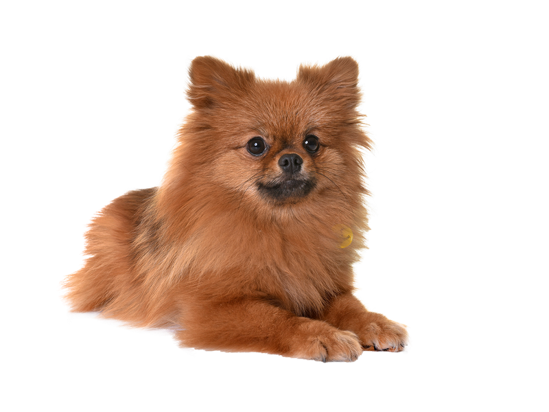 Pomeranian behind a white transparent background