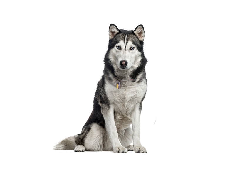 Siberian Husky dog behind white transparent background