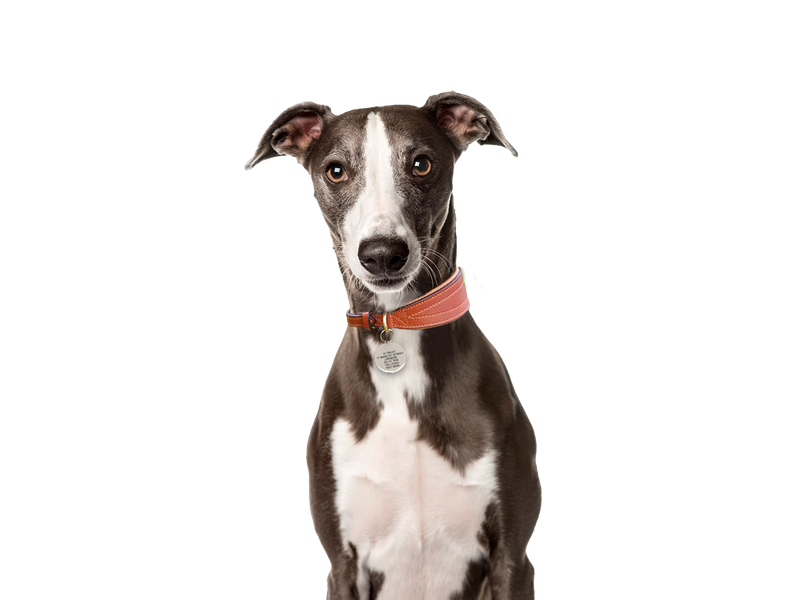 Whippet behind a white, transparent background