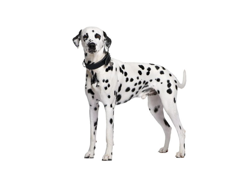 Dalmatian dog behind a white, transparent background