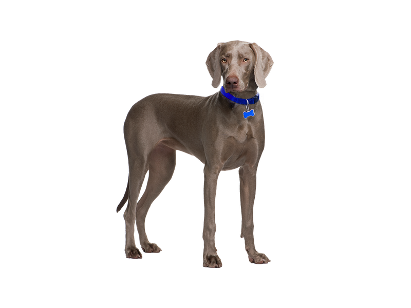 Weimaraner dog on a white transparent background