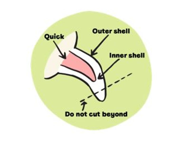 illustration of nail anatomy