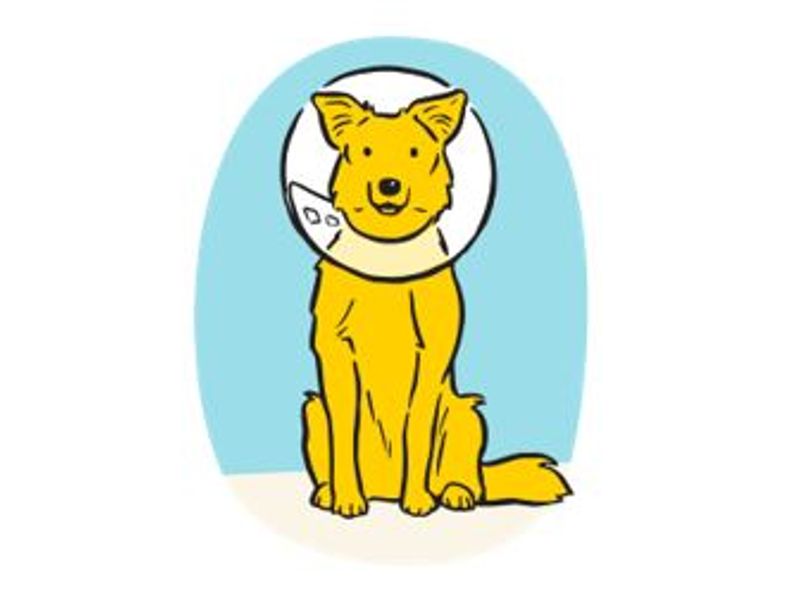 Illustration of a dog wearing a cone