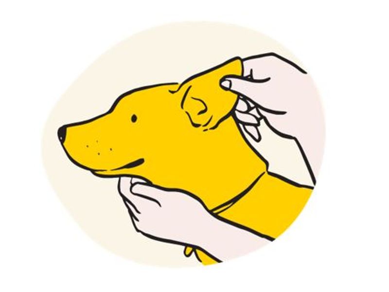 Cartoon dog with it's ear being held for inspection