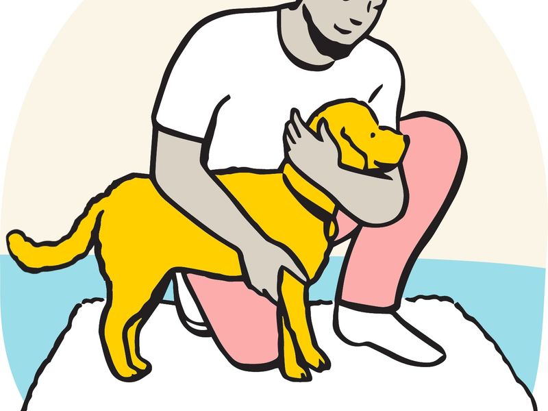 Illustration of how to restrain a dogs head and hold out their leg for examinations.