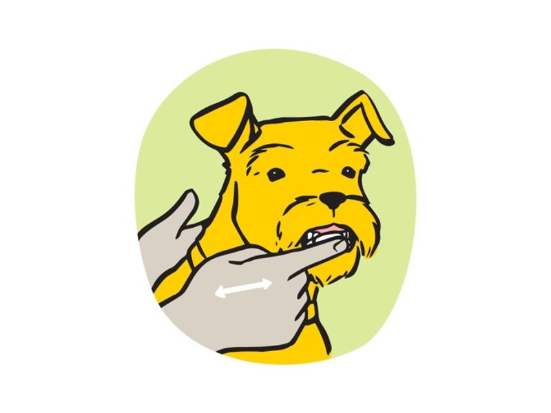 Illustration of owner rubbing toothpaste on dogs teeth in a circular and left and right motion. 