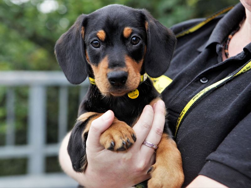 Close up photo of a black and tan puppy wearing a dogs trust yellow collar, being held by a member of staff wearing a black polo shirt.