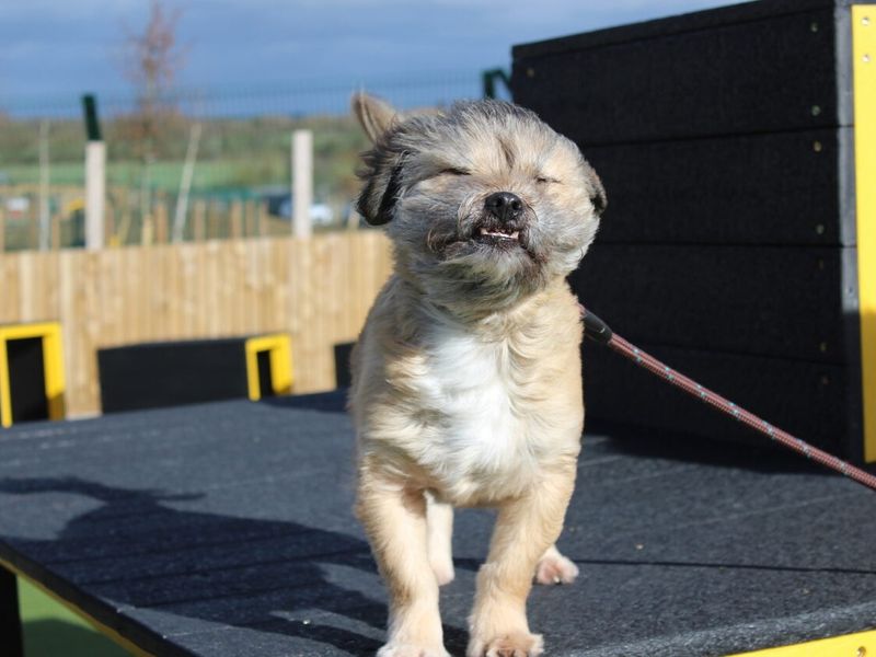 Seamus at Evesham Rehoming Centre