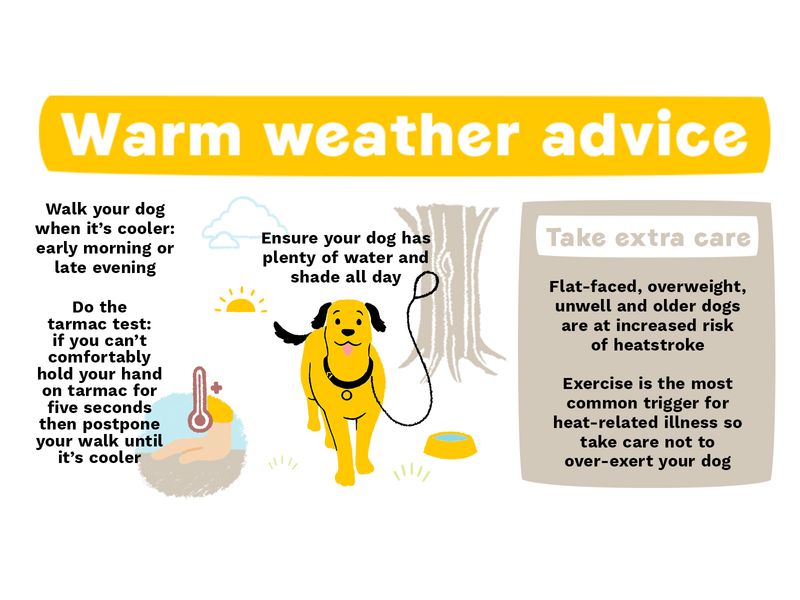 New infographic for warm weather advice: features a yellow dog on a lead and information from the paragraph above. 