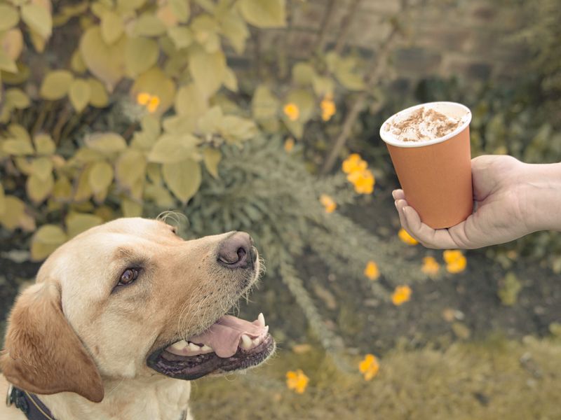 Photo of a Golden Retriever dog looking at a pumpkin spice pup-cup being held in someone's hands.