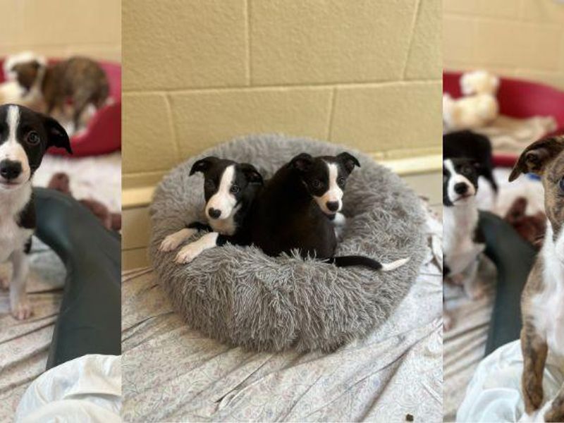 three images of black and white puppies looking into the camera