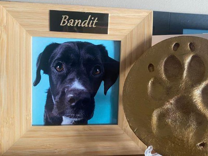 Memory photo frame for Bandit