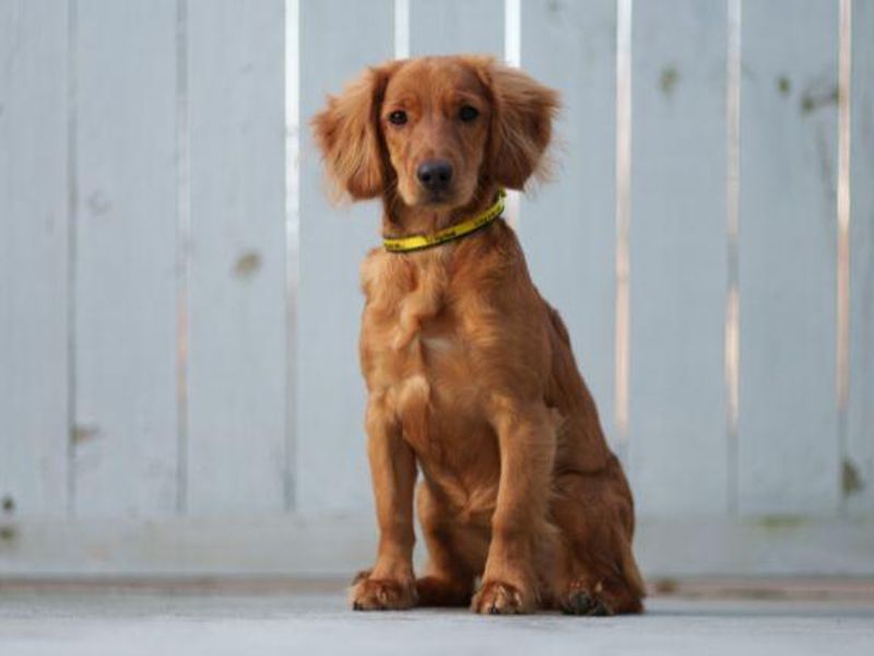 Dog sat looking at camera wearing a yellow Dogs Trust collar