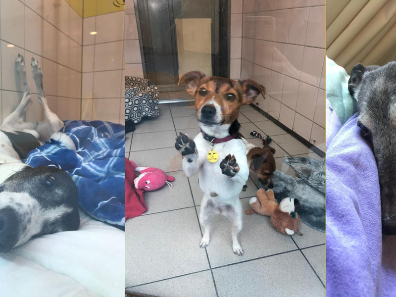 3 dogs living at Dogs Trust Ireland's Dublin centre?