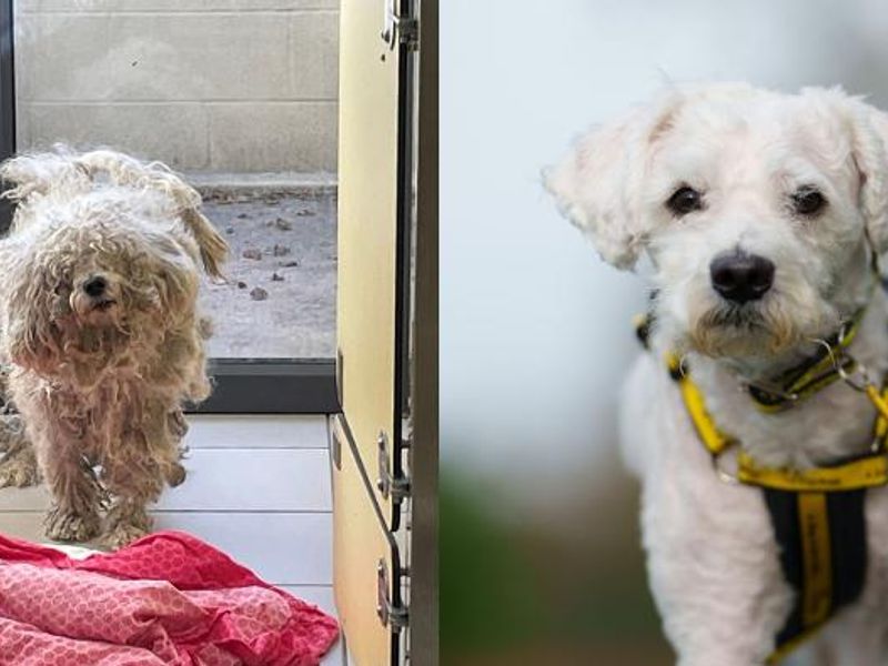 Acorn dog matted fur before and after