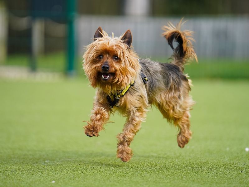 Terrier, outside, running on grass.