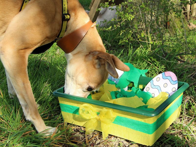 Lurcher, outside, in field, sniffing Easter-themed enrichment box.