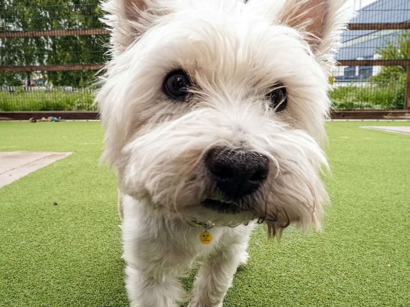 West Highland White Terrier, outside, on grass, in enclosed area.