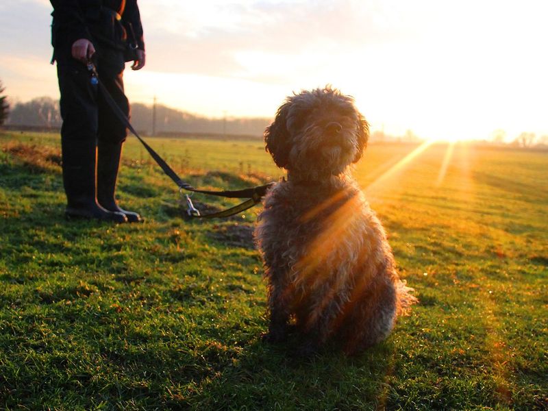 Toy Poodle, outside, in field, at sunset.