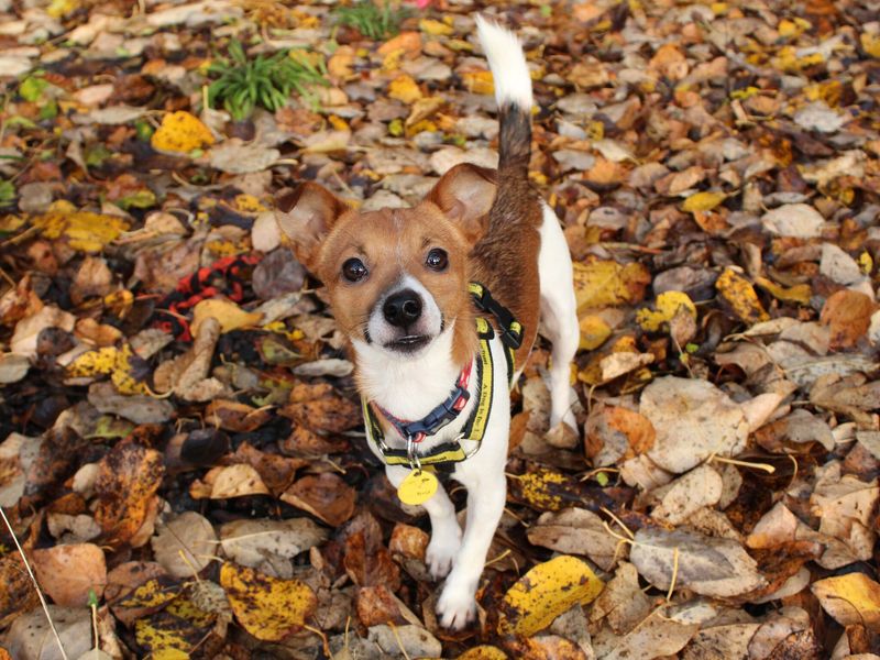 Crossbreed, outside, on walk, in autumn, surrounded by fallen leaves.