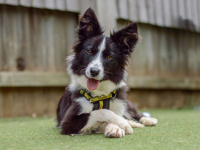 Charlotte the collie laying down outside in a secure paddock at Kenilworth rehoming centre