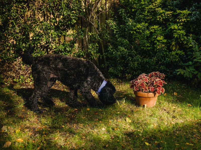 Una the black Cockapoo and her family enjoy an autumn walk
