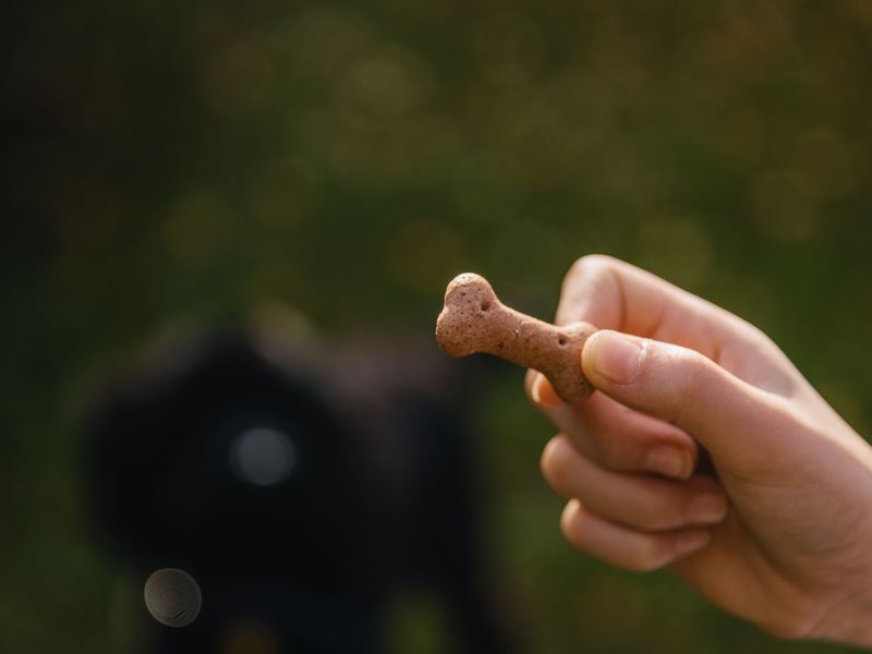 Hand holding a bone shaped dog treat, with a dog visible in the background