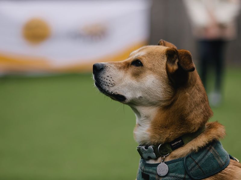 Crossbreed enjoying 121 training at dog school