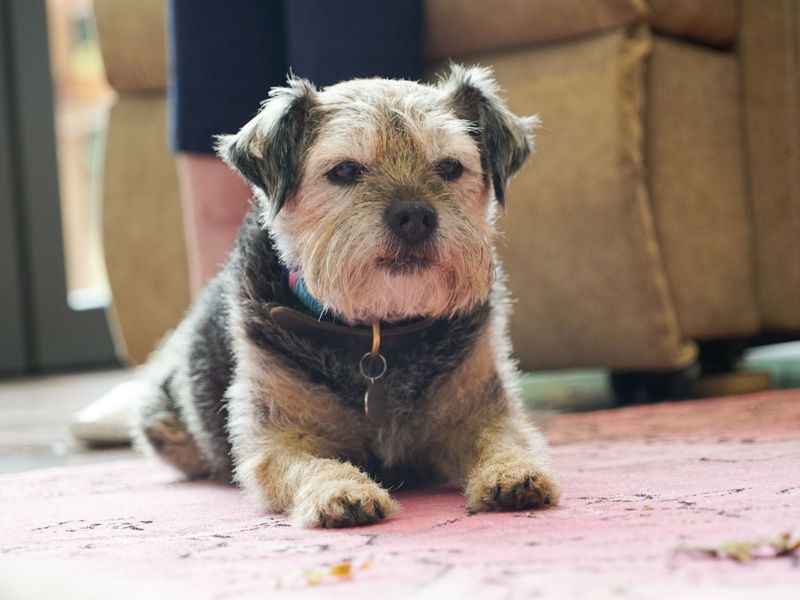 Border Terrier, inside, at home, lying down on carpet.