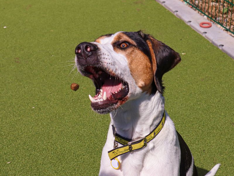 Foxhound, outside, in enclosed area, being fed treats.