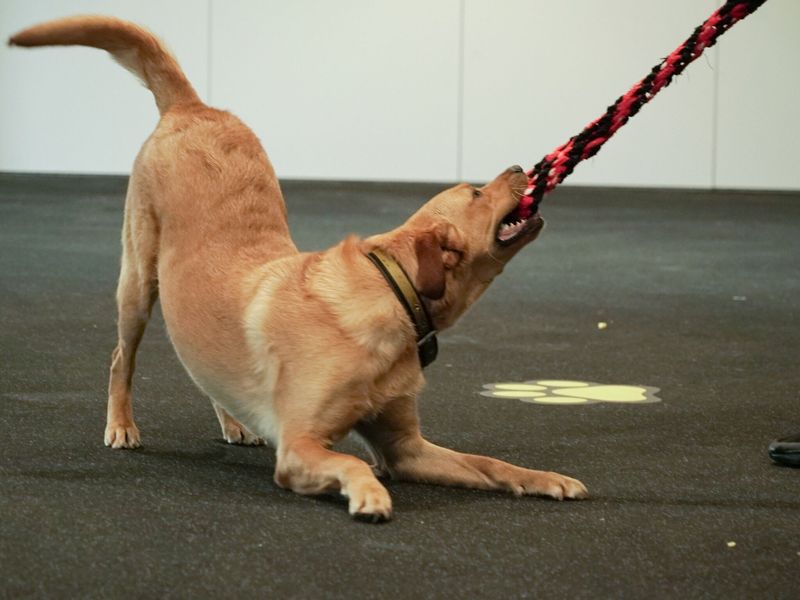 Adult Labrador, inside, in training barn, playing with toy.