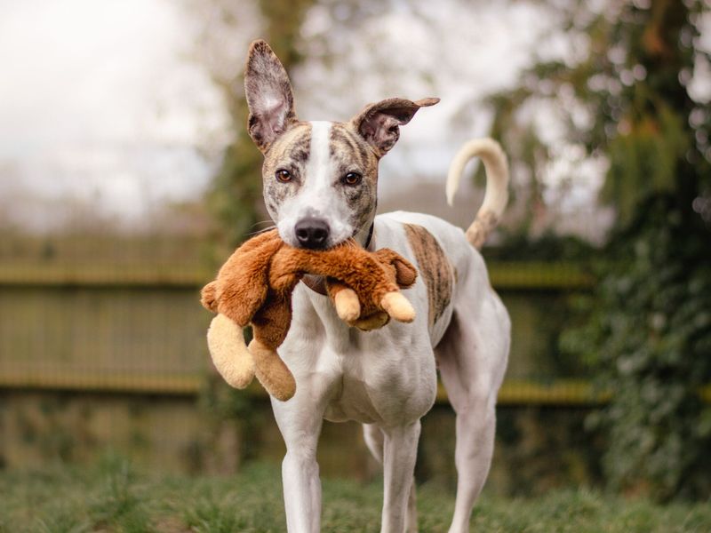 Axel the lurcher outdoors at Kenilworth rehoming centre with his soft toy