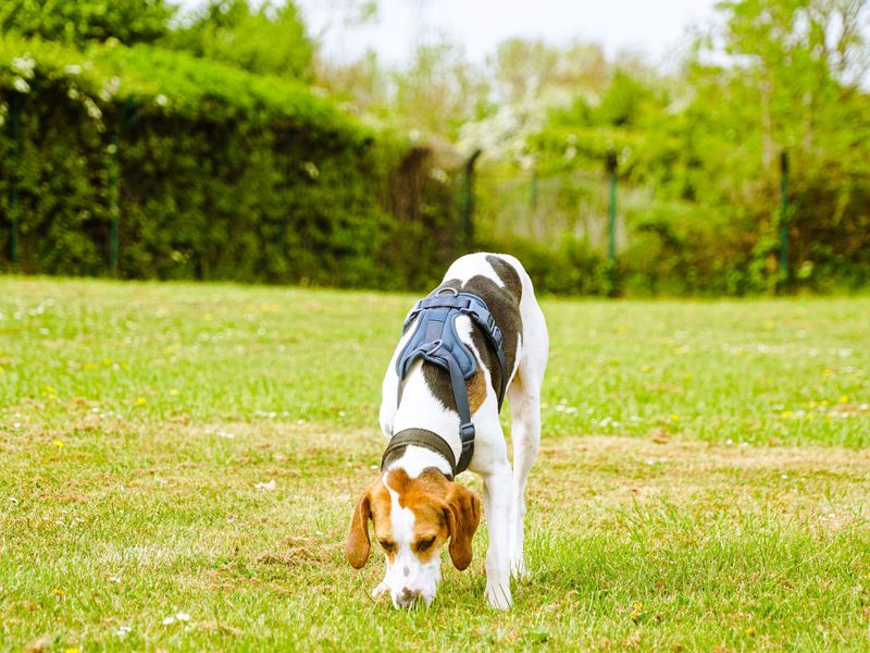 Trailhound, outside, in field, sniffing the grass.