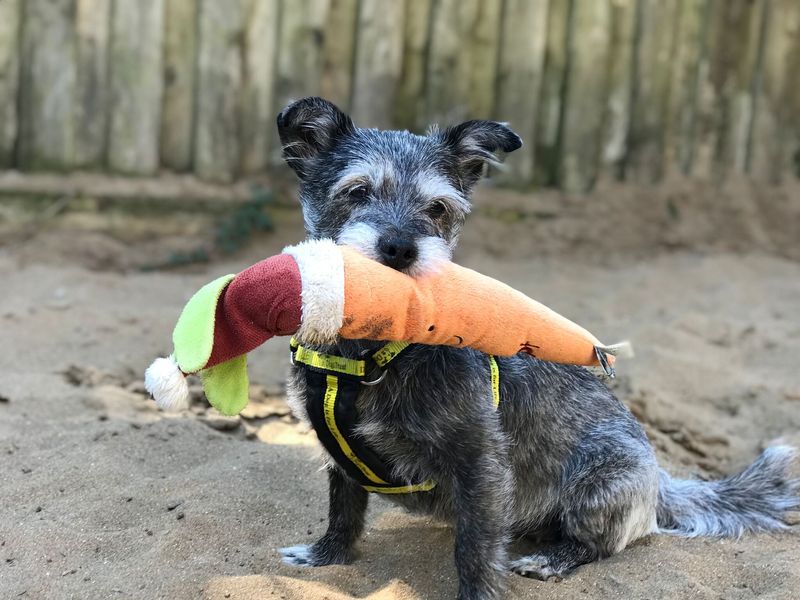 Crossbreed, outside, sitting down, in sand pit, with toy in mouth.