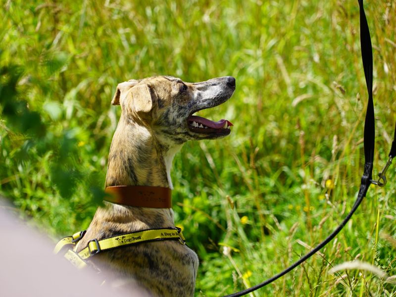 Lurcher, outside, on a walk, in long grass, on a summer day.