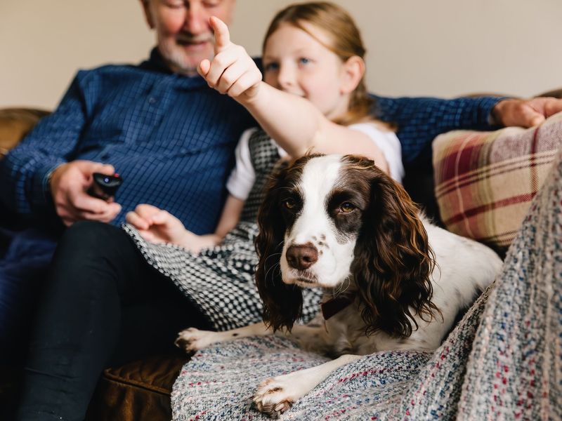 Jazz the Spaniel at home, sitting comfortably on the sofa next to members of his family