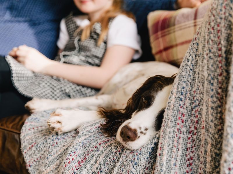 Jazz the Spaniel at home, snoozing on the sofa next to members of his family