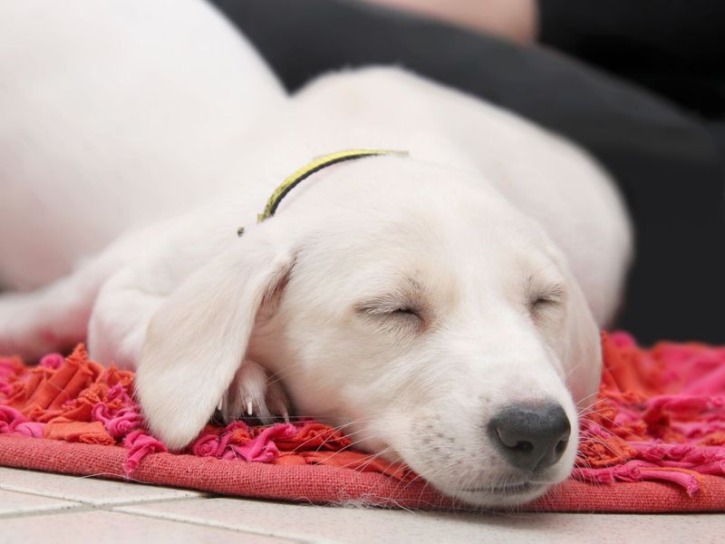 Lurcher puppy, inside, lying down, on rug, sleeping.