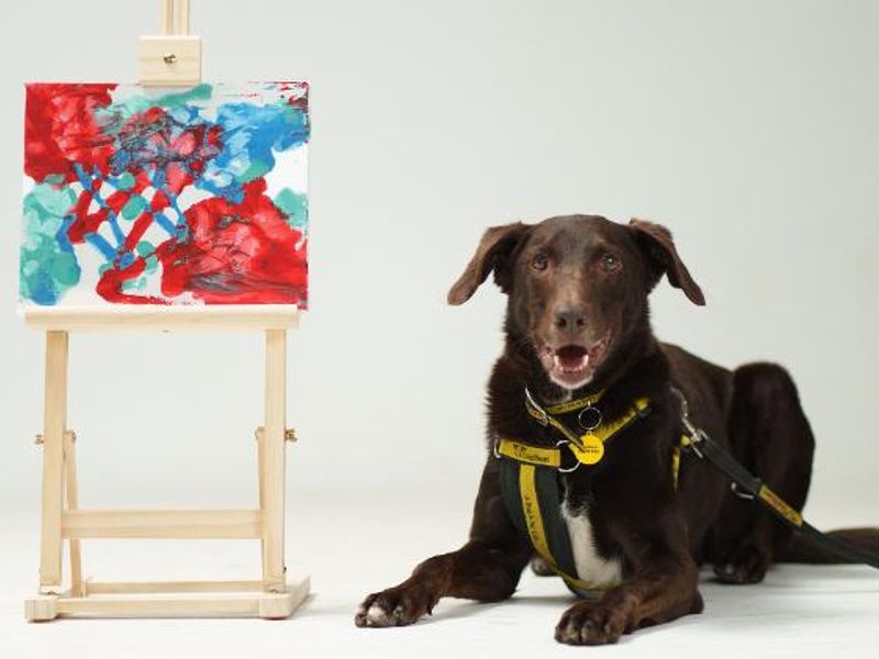 Dog lying down next to easel with paint splattered canvas