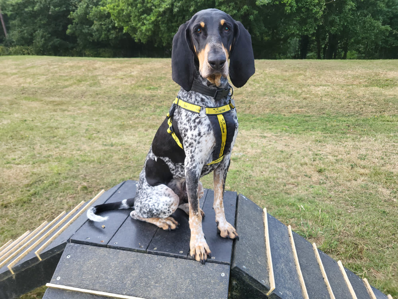 Gaston standing on agility ramp during an enrichment session at Canterbury rehoming centre