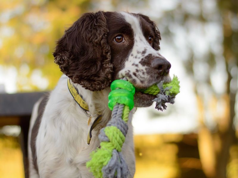Springer Spaniel Barnie outside Dogs Trust Rehoming Centre with his dog toy in his mouth