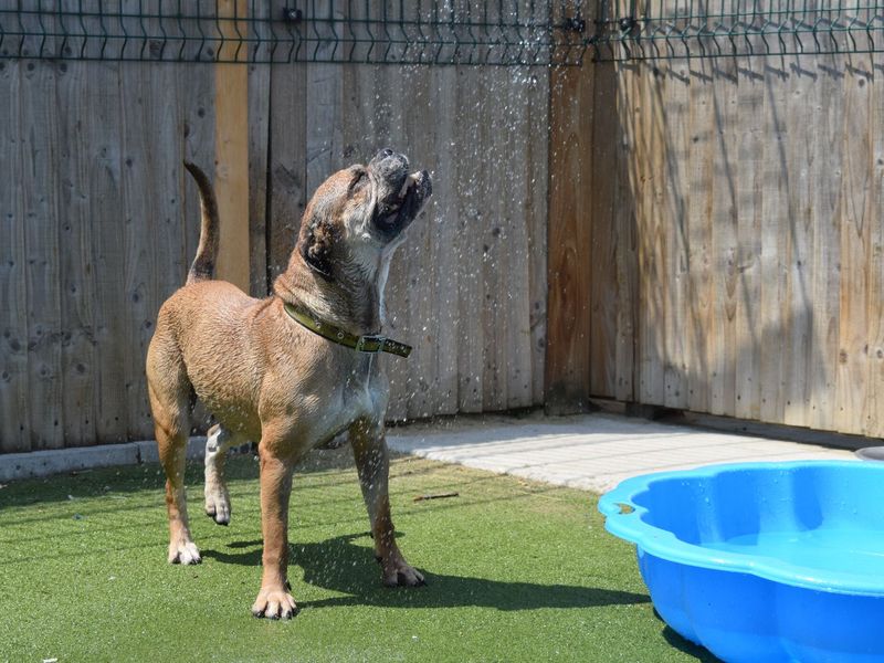 Adult Boxer, outside, by pool, enjoying being sprayed by water.