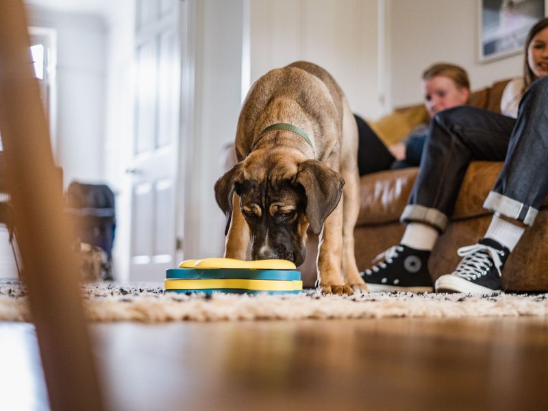 Dogtrying to get treats from an enrichment toy in the family home.