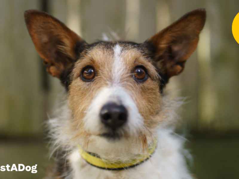 Helping grieving dogs Dogs Trust