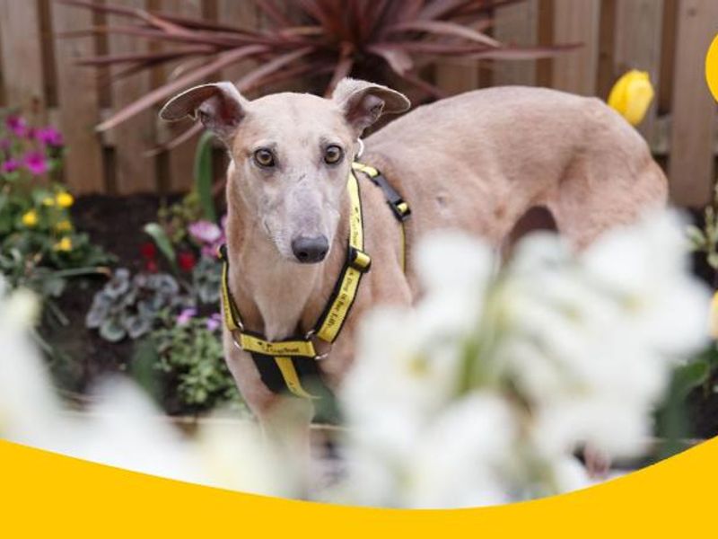 A greyhound wearing a Dogs Trust collar and harness in the garden surrounded by plants and flowers