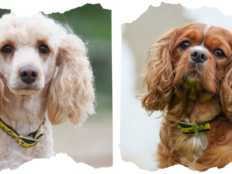 Mollie, a six-year-old Poodle and Rudi, a four-year-old Cavalier King Charles