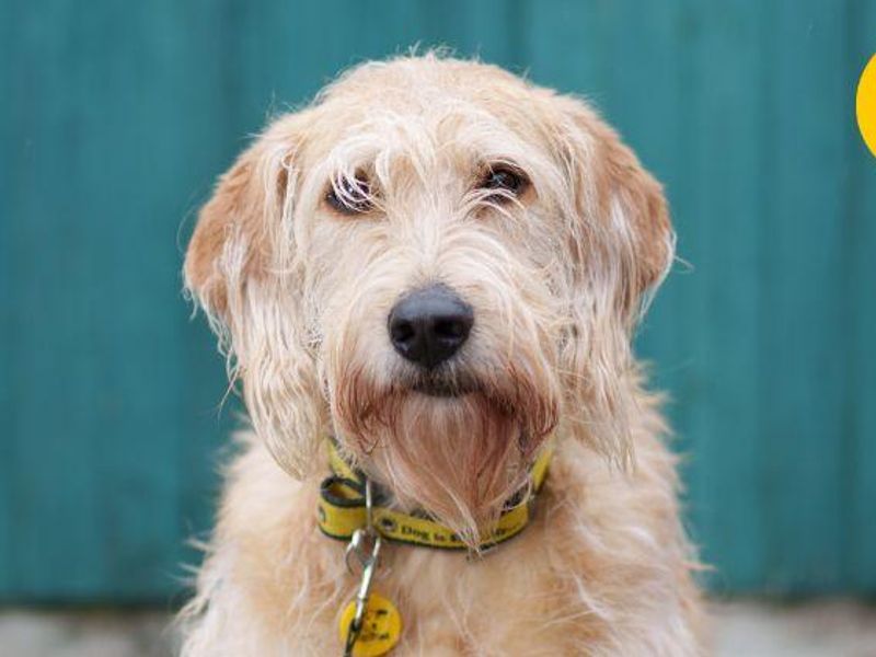 Appeal for Home for Petrified Puppy Farm Mum this Mother’s Day Dogs Trust