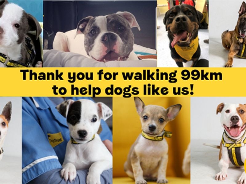 collage of dogs and puppies, text that says 'thank you for walking 99km to help dogs like us!'
