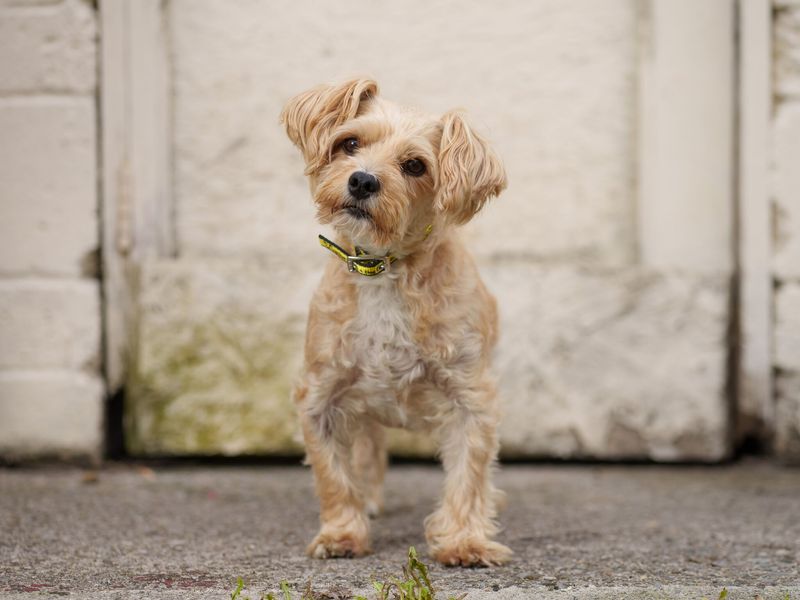 Doodles from DT Ireland playing in the garden at in his forever home with his adopters